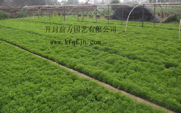 開封前方園藝——五色草種苗廠家直銷